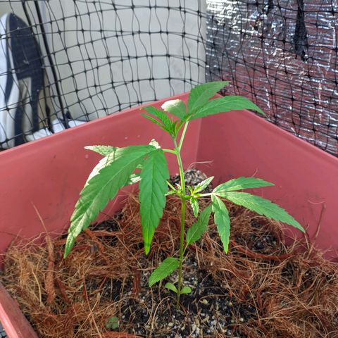 Zanahoria  growlog photo: 👻