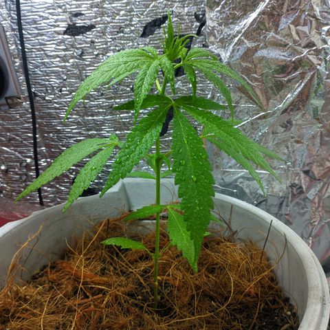 Zanahoria  growlog timeline photo