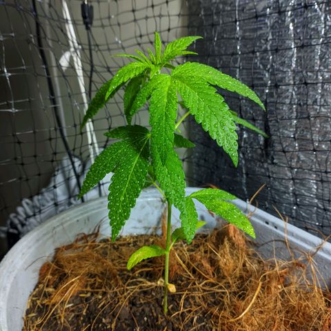 Zanahoria  growlog timeline photo