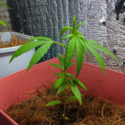 Zanahoria  growlog timeline photo