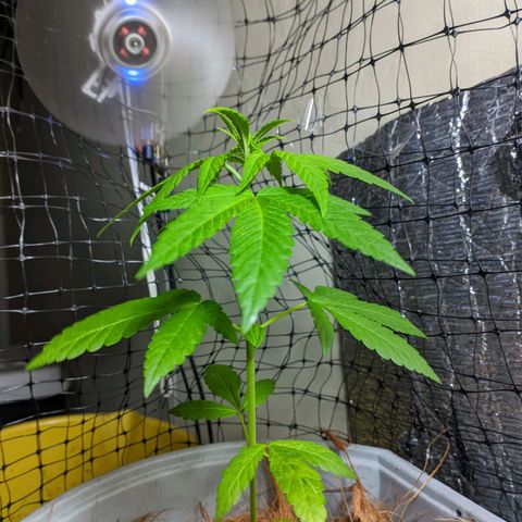 Zanahoria  growlog photo: 🎆