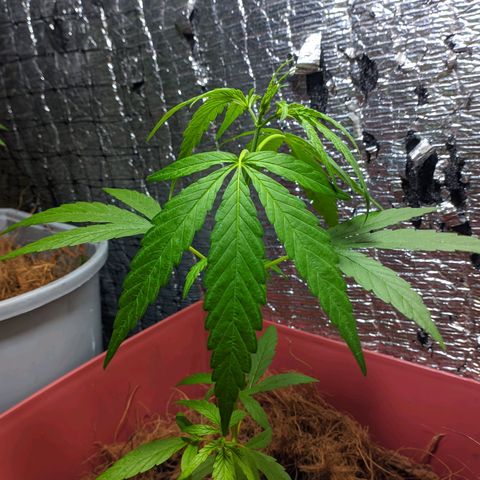 Zanahoria  growlog photo: 🎆