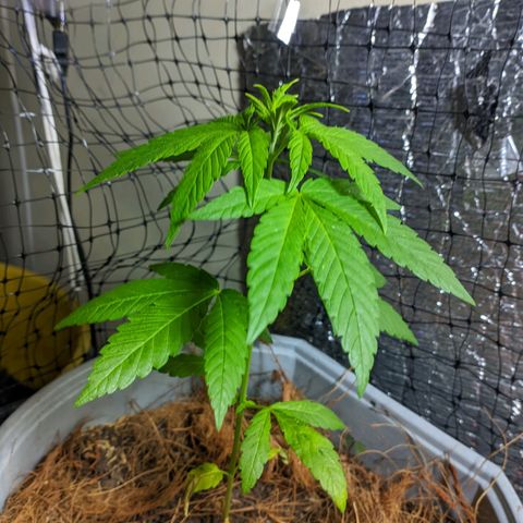 Zanahoria  growlog photo: 🎆
