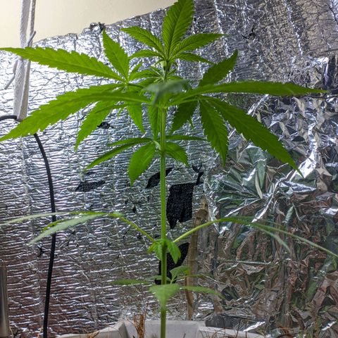 Zanahoria  growlog photo: 🎆