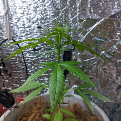Zanahoria  growlog photo: 🎆