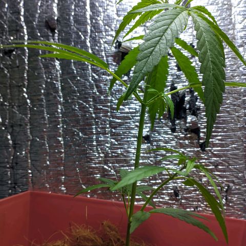 Zanahoria  growlog photo: 🎆