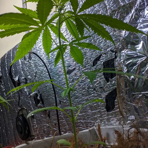 Zanahoria  growlog photo: 🎆
