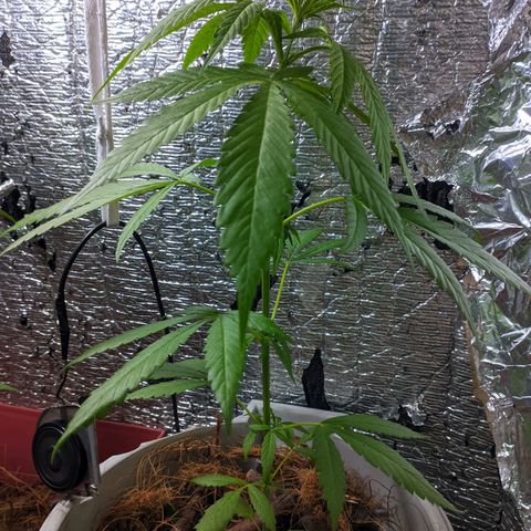 Zanahoria  growlog timeline photo
