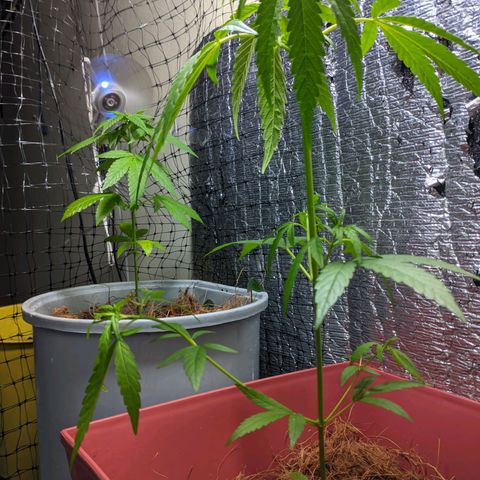 Zanahoria  growlog timeline photo