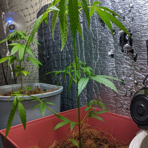 Zanahoria  growlog timeline photo
