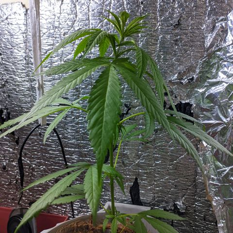 Zanahoria  growlog timeline photo