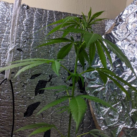Zanahoria  growlog timeline photo