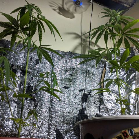 Zanahoria  growlog timeline photo