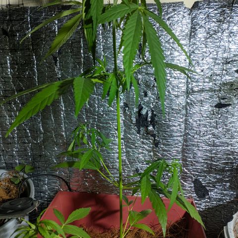 Zanahoria  growlog photo: 🙏