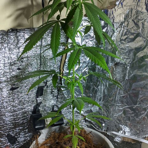 Zanahoria  growlog photo: 🙏