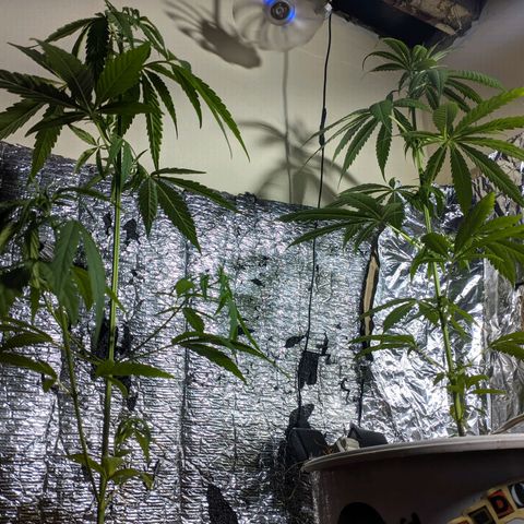 Zanahoria  growlog photo: 🙏