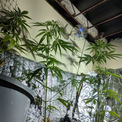 Zanahoria  growlog timeline photo