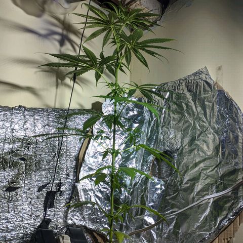 Zanahoria  growlog timeline photo