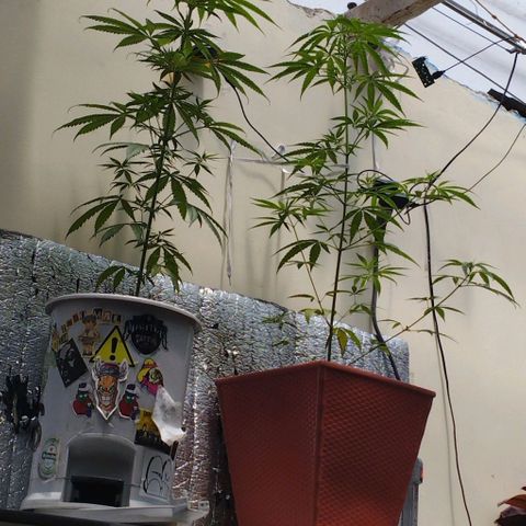 Zanahoria  growlog timeline photo