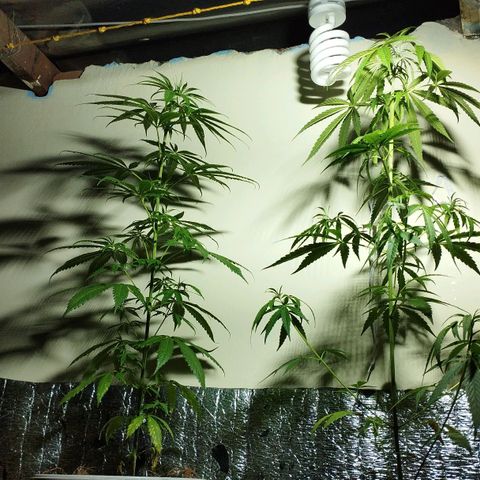 Zanahoria  growlog timeline photo