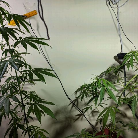 Zanahoria  growlog timeline photo