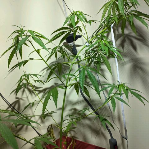 Zanahoria  growlog timeline photo