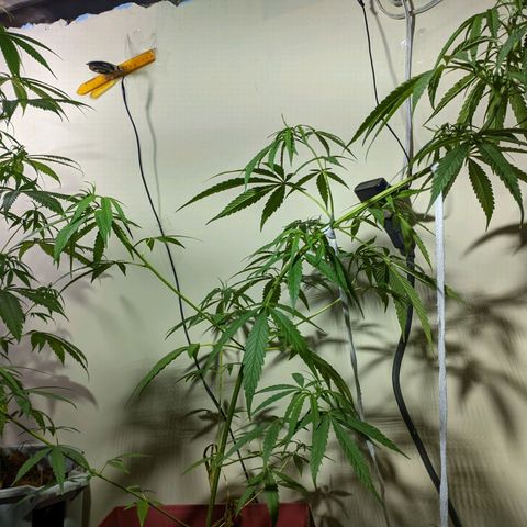 Zanahoria  growlog timeline photo