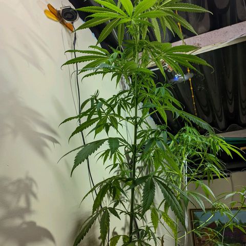 Zanahoria  growlog timeline photo