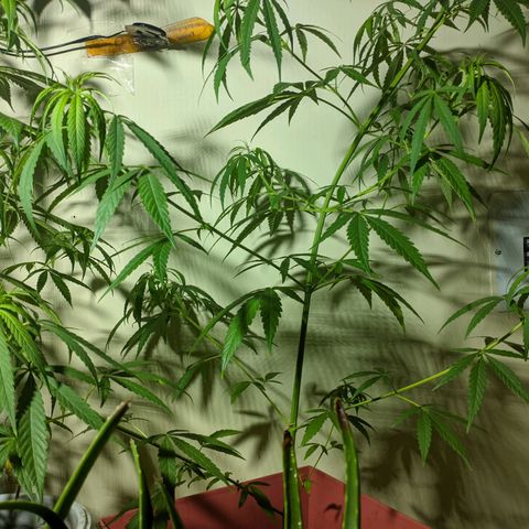 Zanahoria  growlog timeline photo