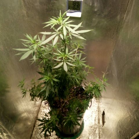 Criolla growlog timeline photo