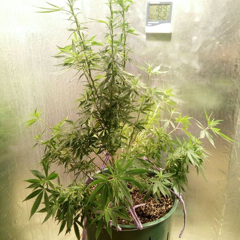 Criolla growlog timeline photo