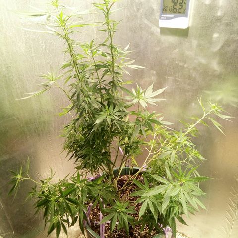 Criolla growlog timeline photo