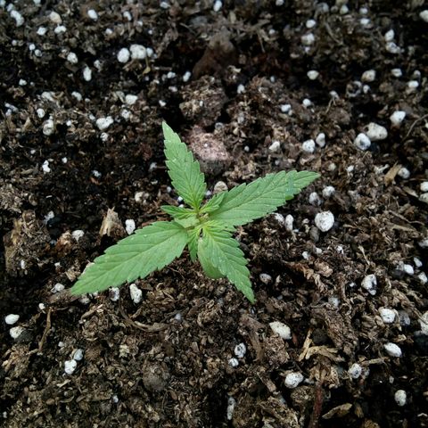 Shining Silver Haze growlog timeline photo
