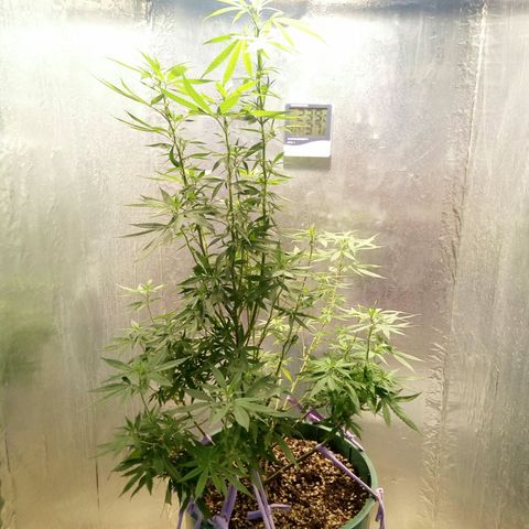 Criolla growlog timeline photo