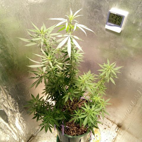 Criolla growlog timeline photo