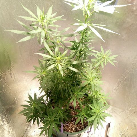 Criolla growlog photo: Hoy le voy a cortar hojas