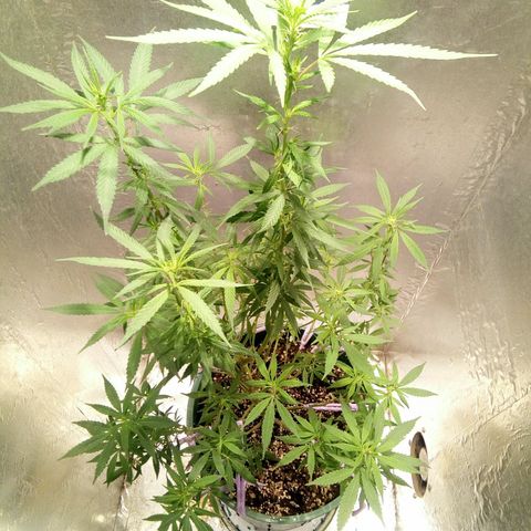 Criolla growlog timeline photo