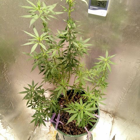 Criolla growlog timeline photo