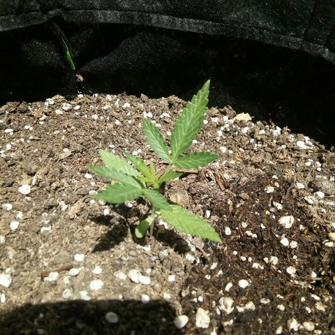 Shining Silver Haze growlog timeline photo