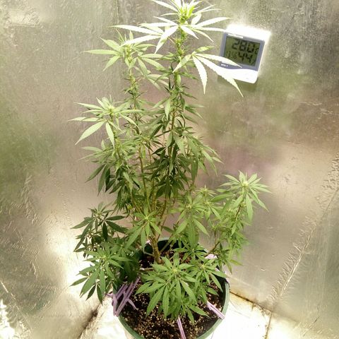 Criolla growlog timeline photo