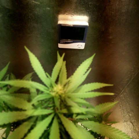 Criolla growlog timeline photo