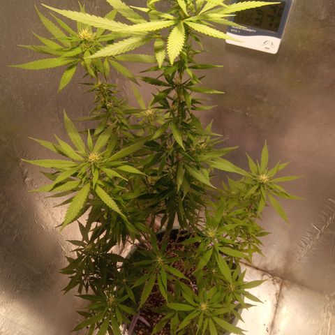 Criolla growlog timeline photo