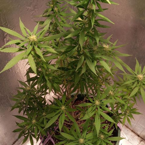 Criolla growlog timeline photo