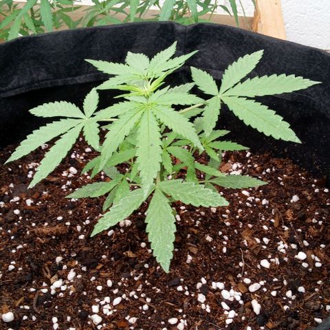 Shining Silver Haze growlog timeline photo