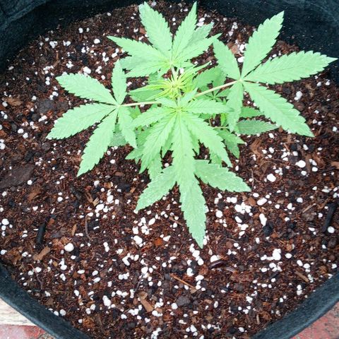 Shining Silver Haze growlog timeline photo