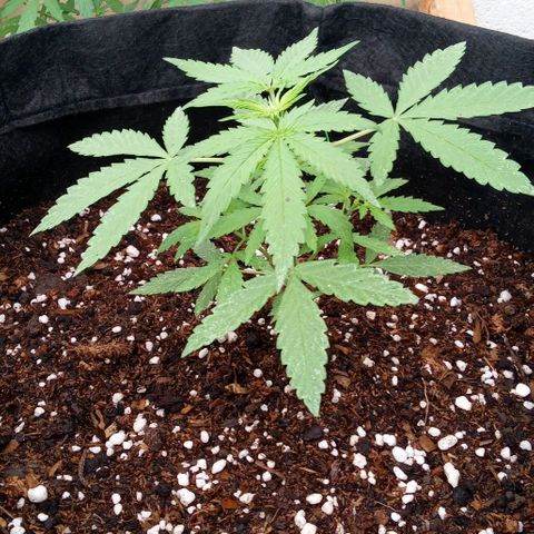 Shining Silver Haze growlog timeline photo