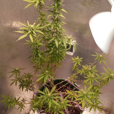 Criolla growlog timeline photo