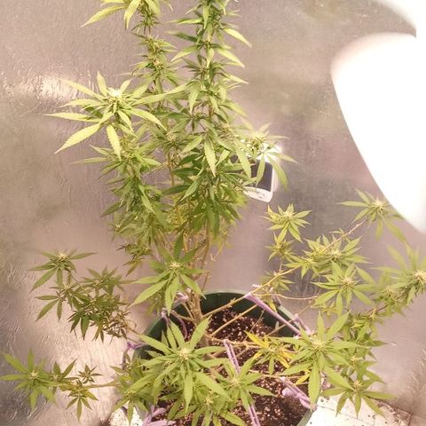 Criolla growlog timeline photo