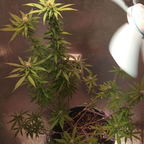 Criolla growlog timeline photo