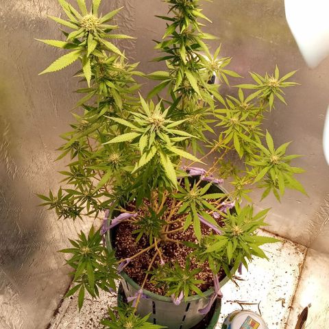 Criolla growlog timeline photo